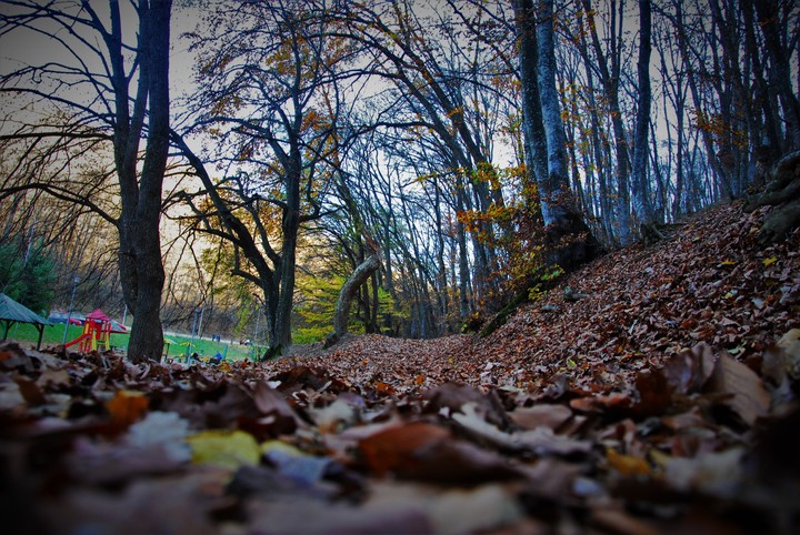 Autumn Trees