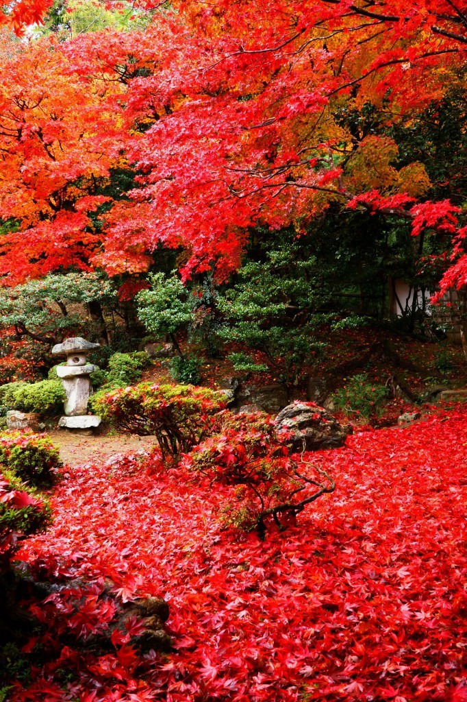 Autumn Garden 2