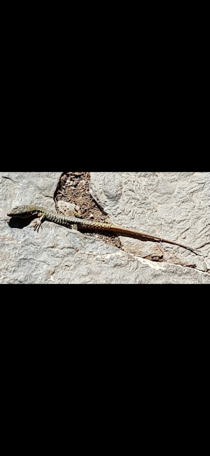 Salamander
