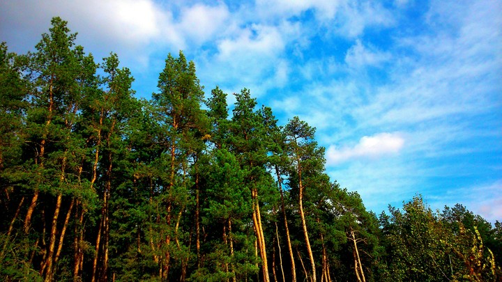 Forest and sky