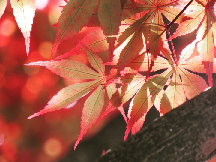 feel autumn in summer