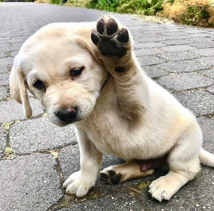 dog"-"
