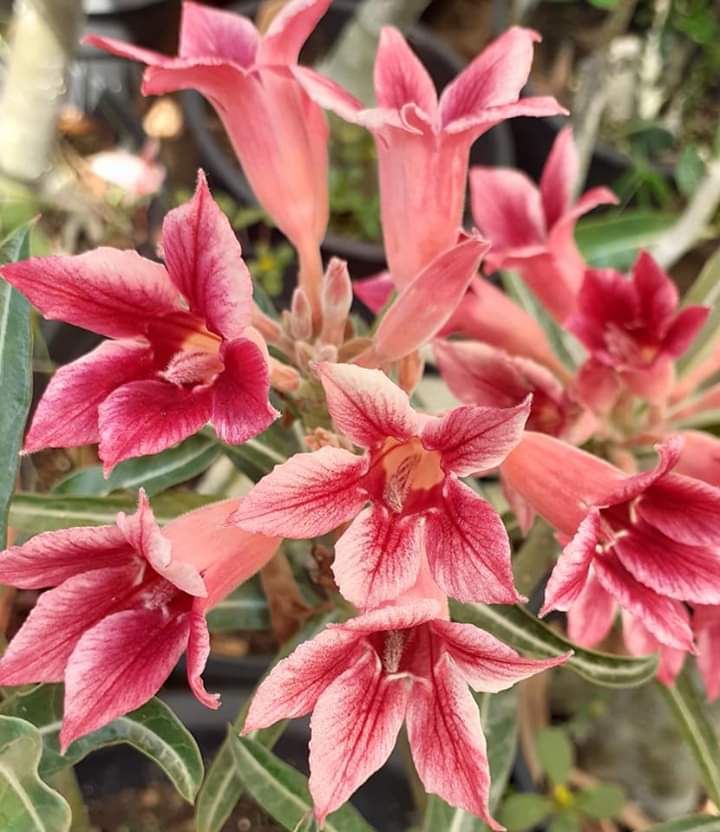 Adenium
