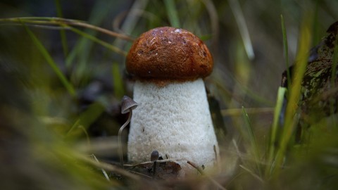 sfondi Ingredient, fungus