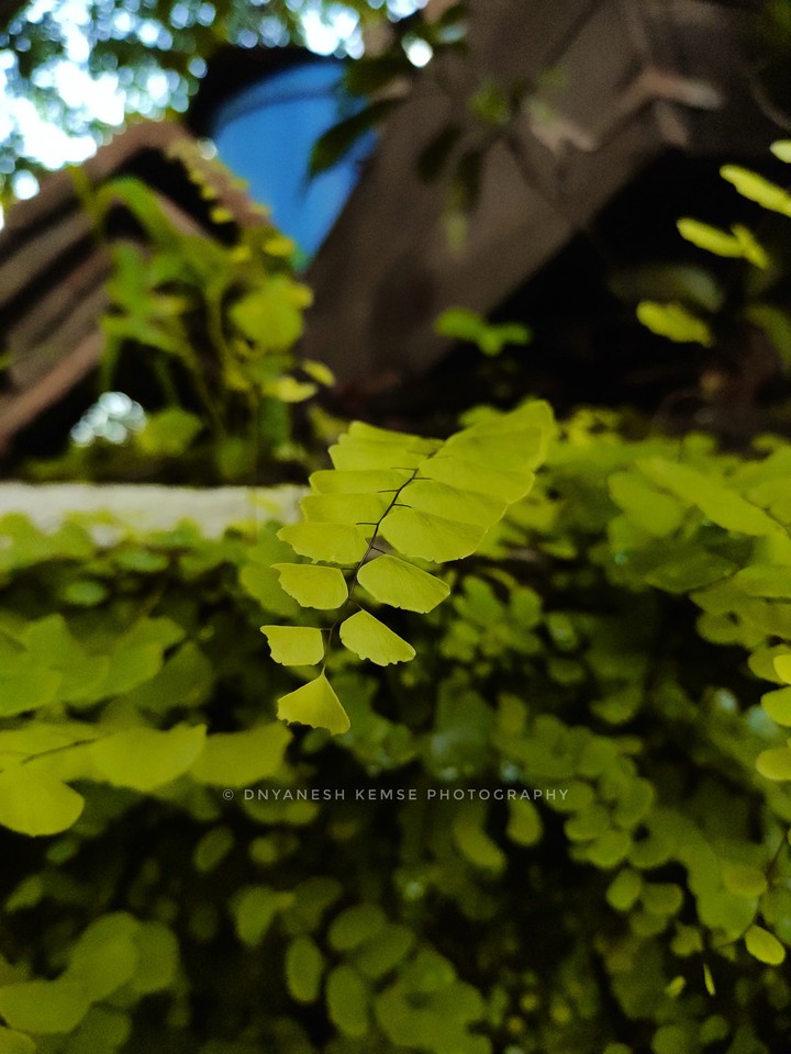 wastege plants in rainy day.