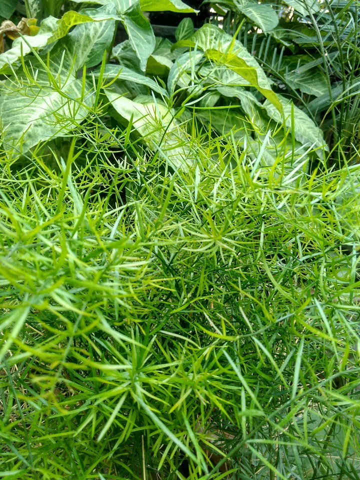 green garden