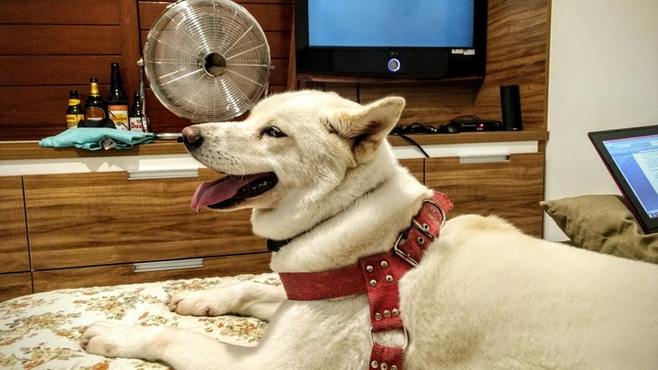 Akita Samantha