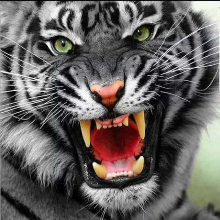 White Tiger