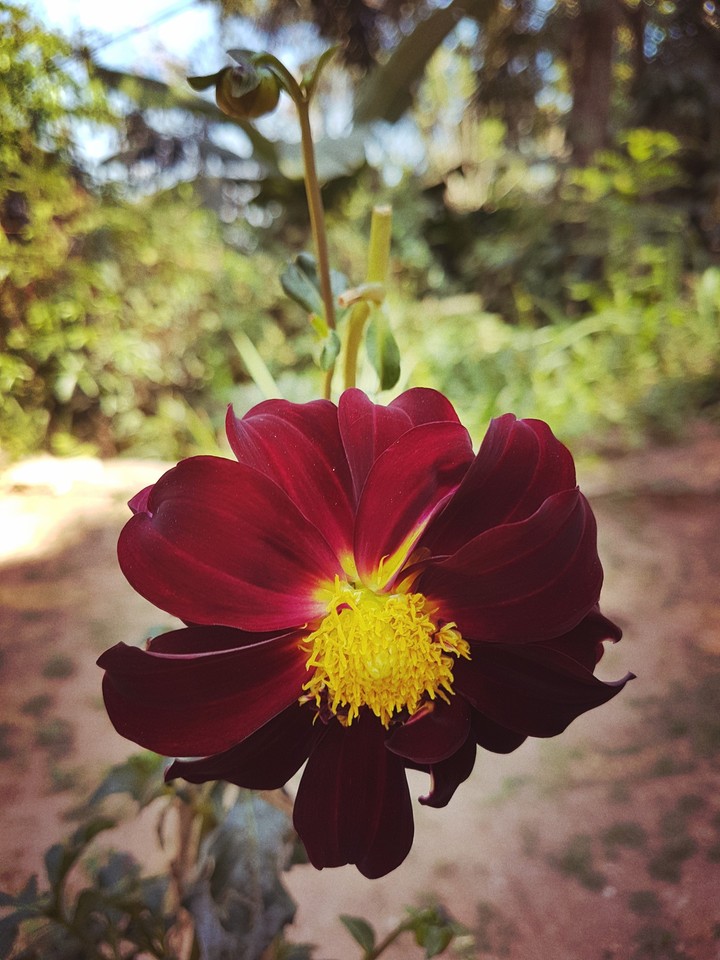 flower