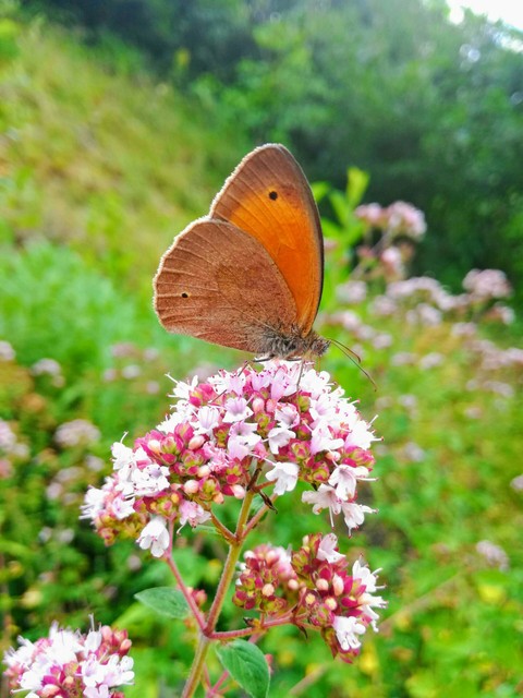 butterfly