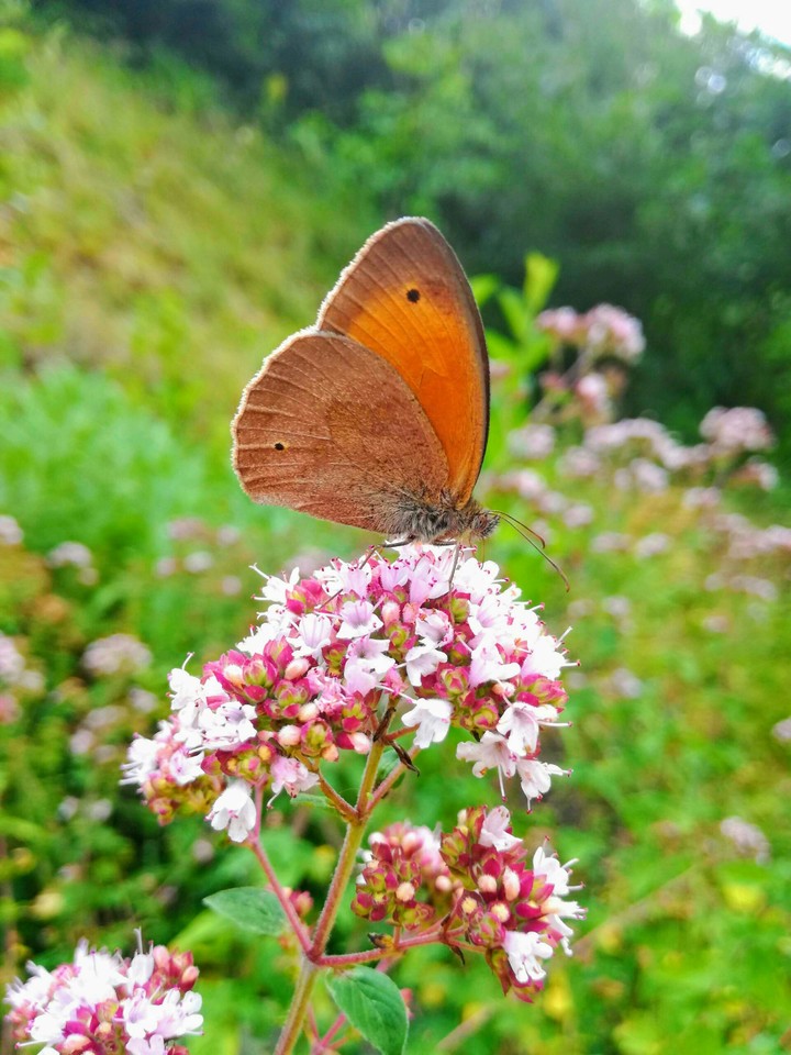 butterfly