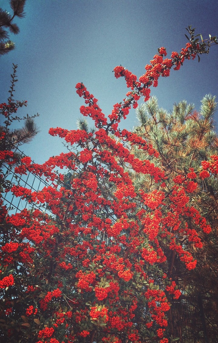 idk, flowers?