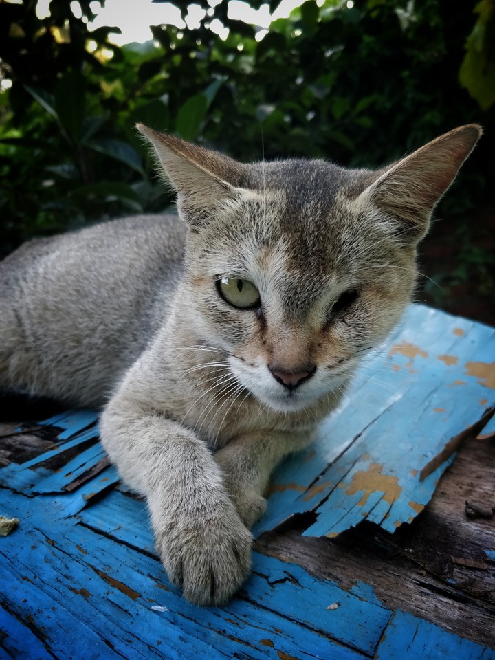 one eye cat