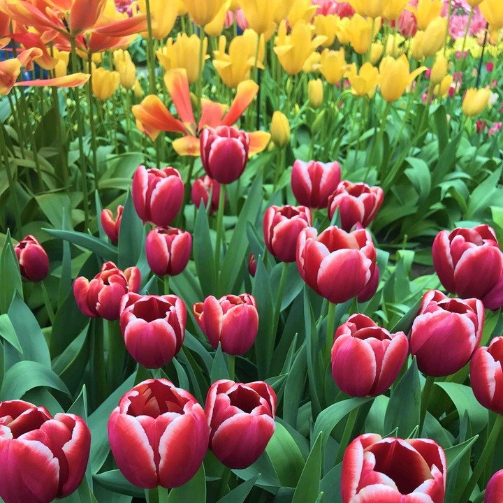 At the Keukenhof Park, 2019
