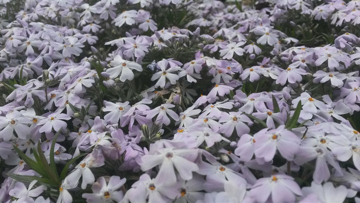 Blumen Wiese