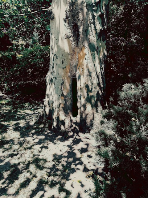 tree