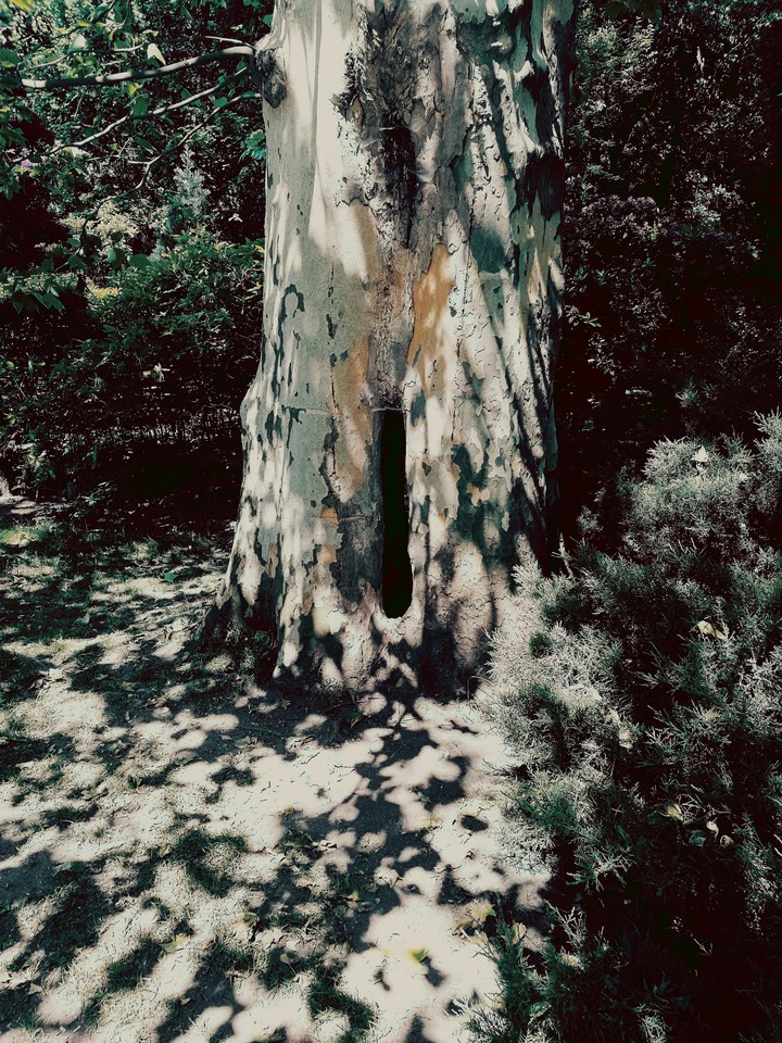 tree