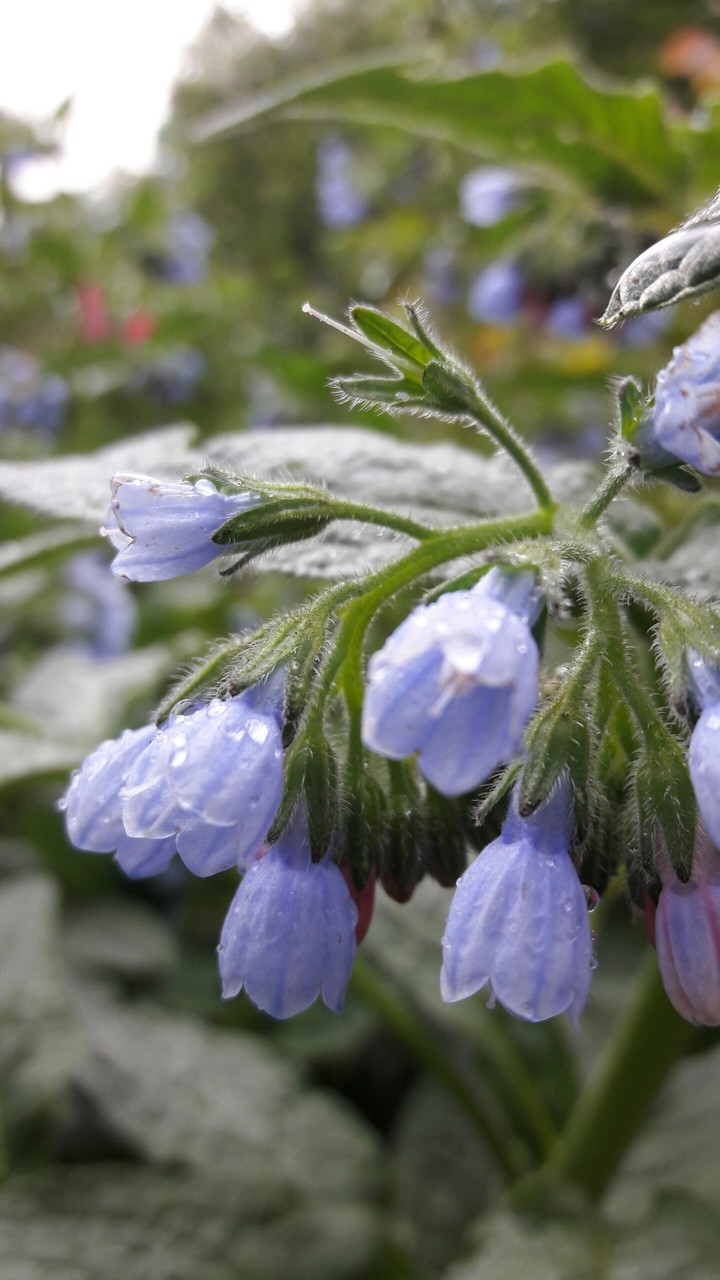 Bluebell