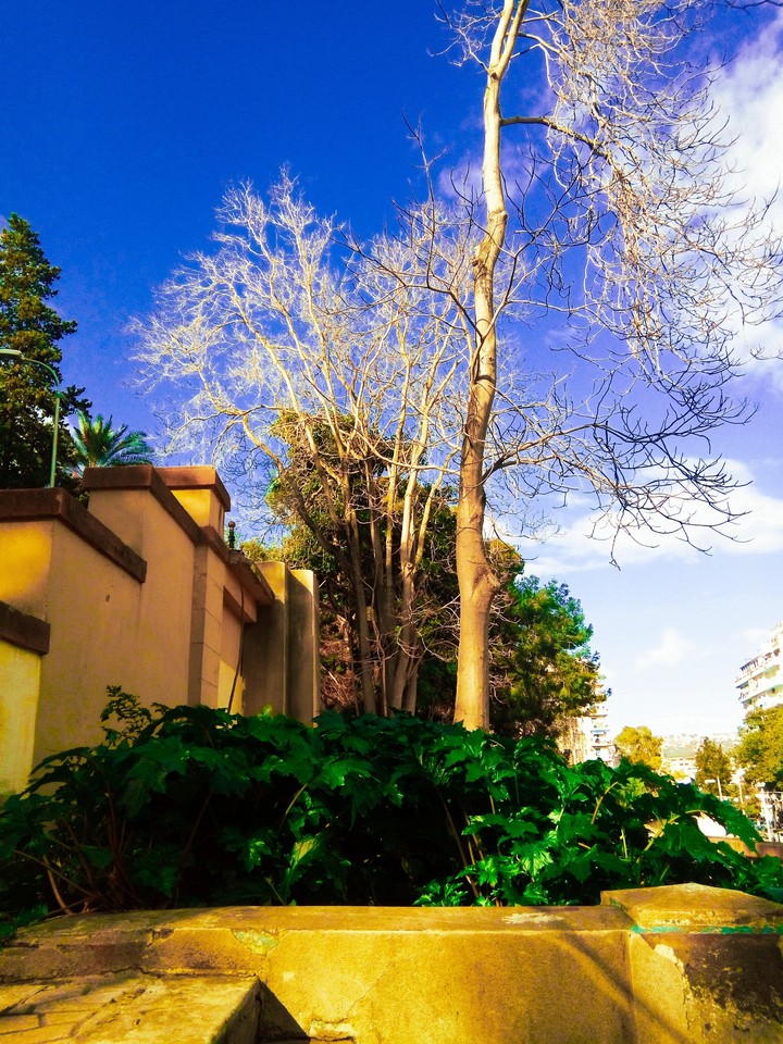 tree