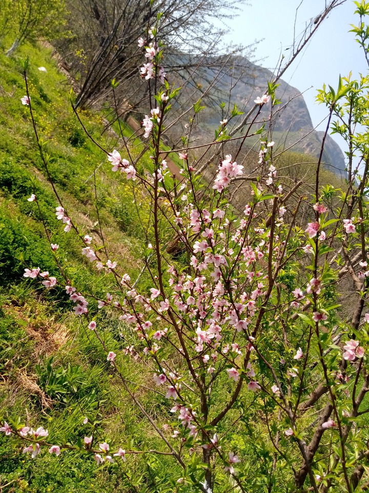 purple flower tree