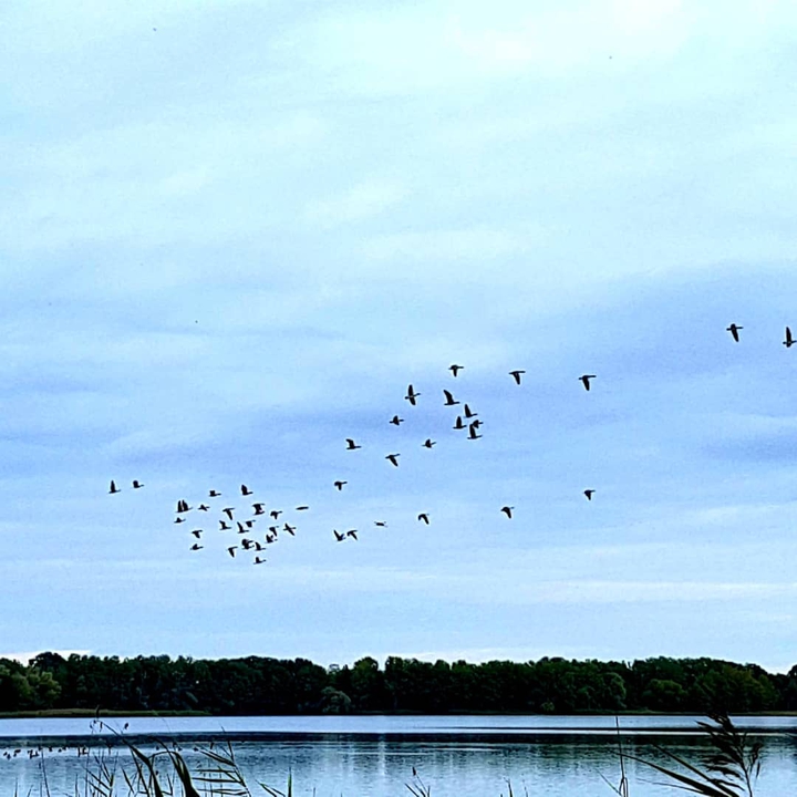 Birds