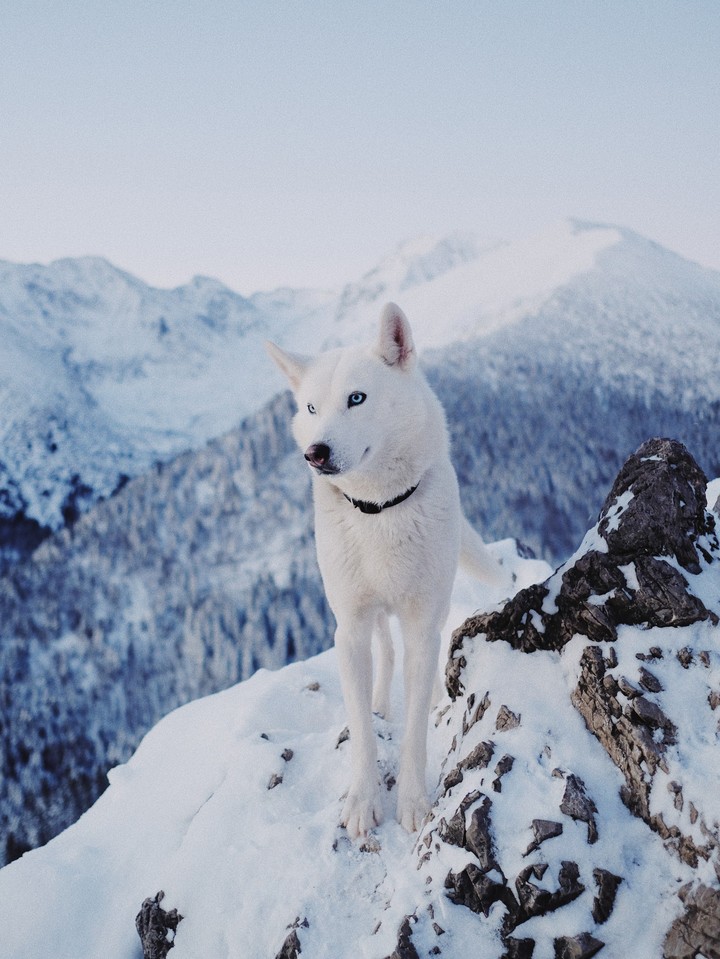 white fox