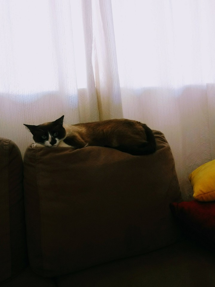 Gatinha com sono