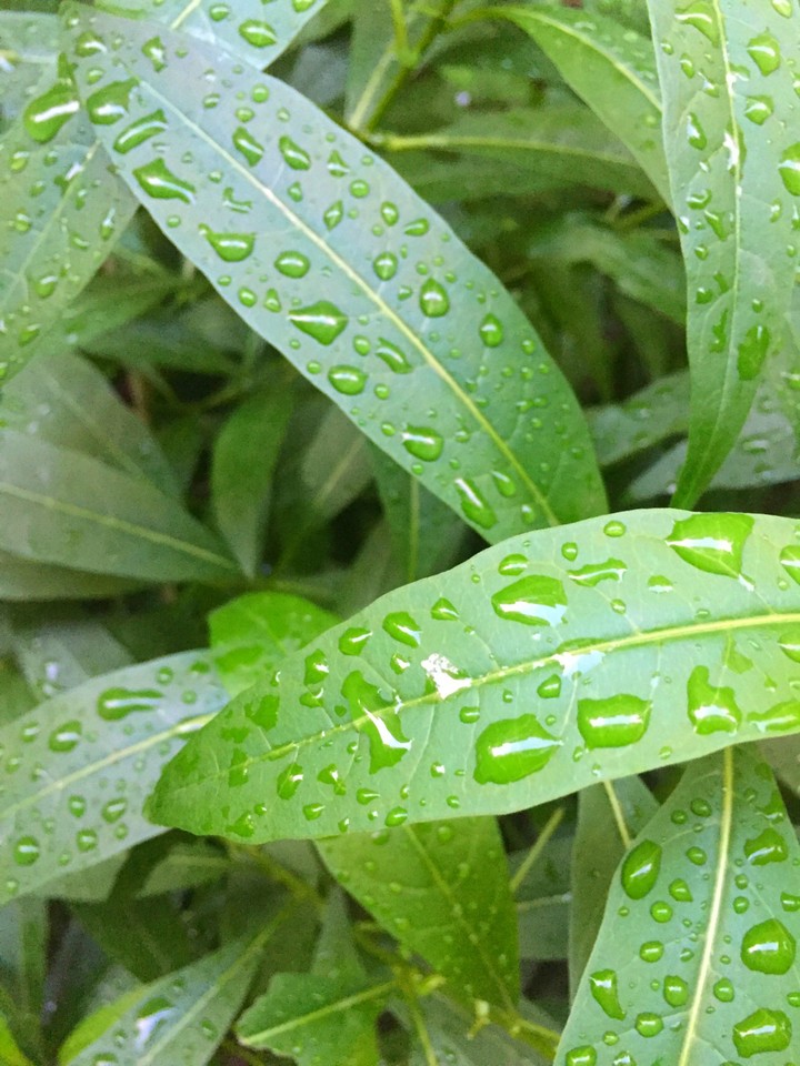 green leaf