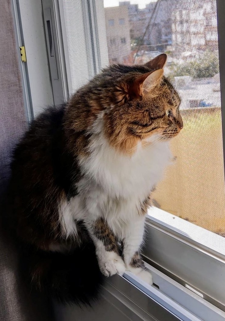 cat