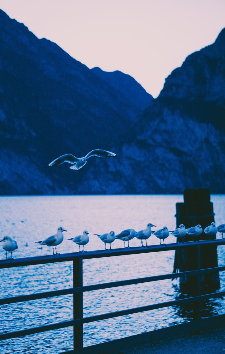 Birds