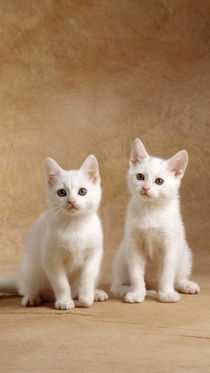 sweet little kittens.. 