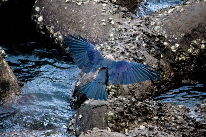crow