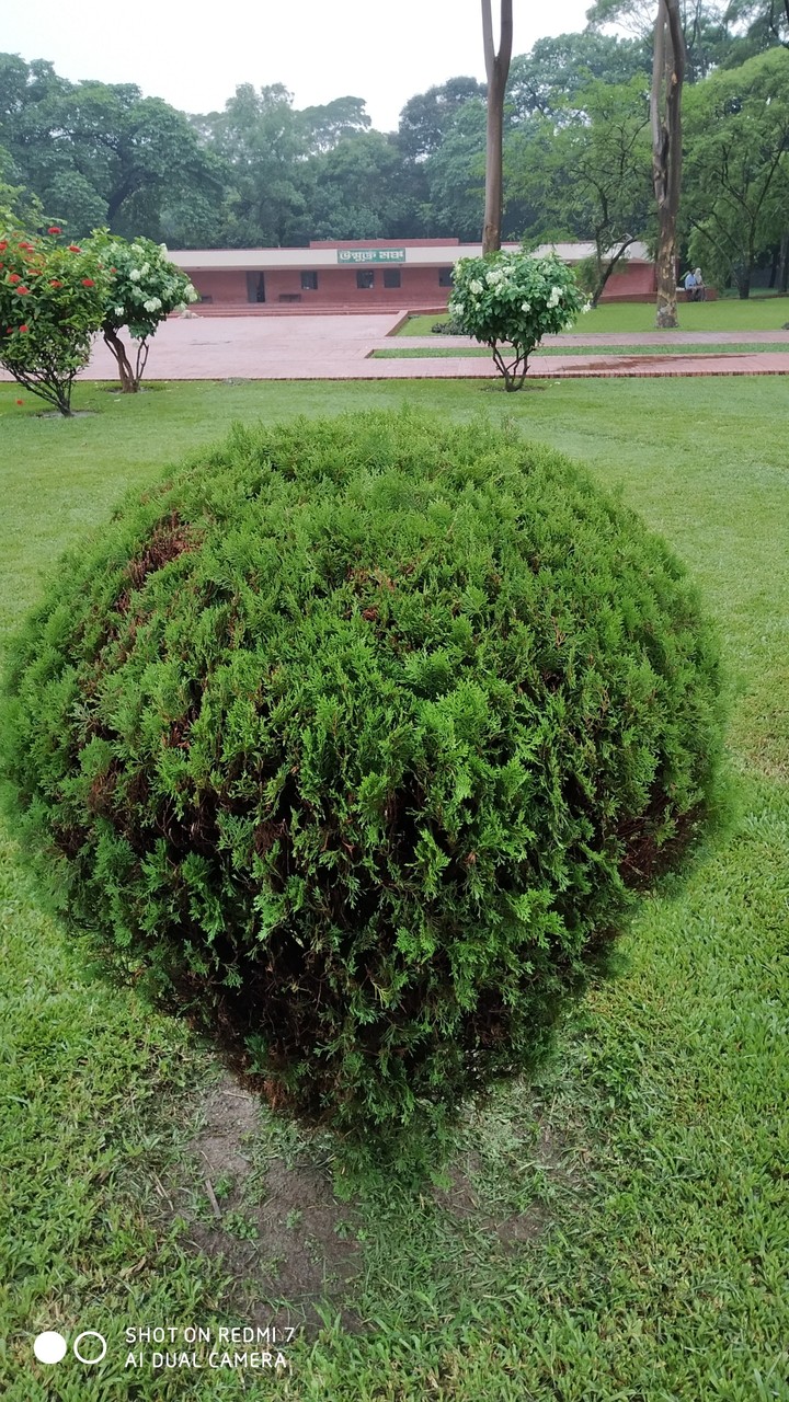green Tree