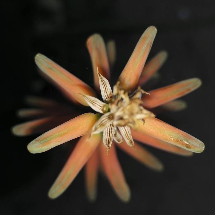 From the beggining aloe vera !
