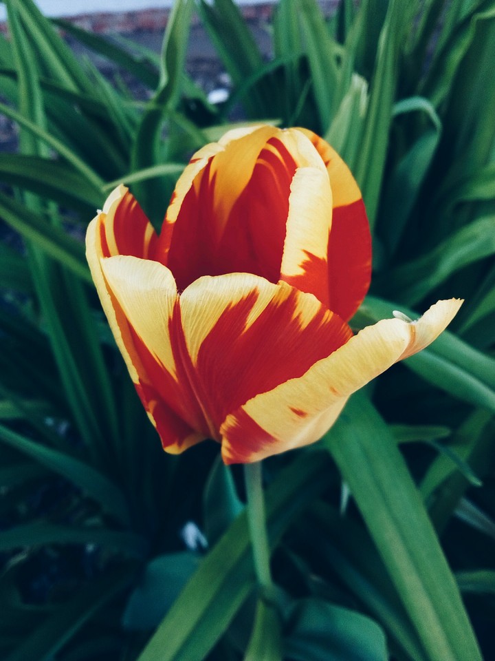 Spring in the city