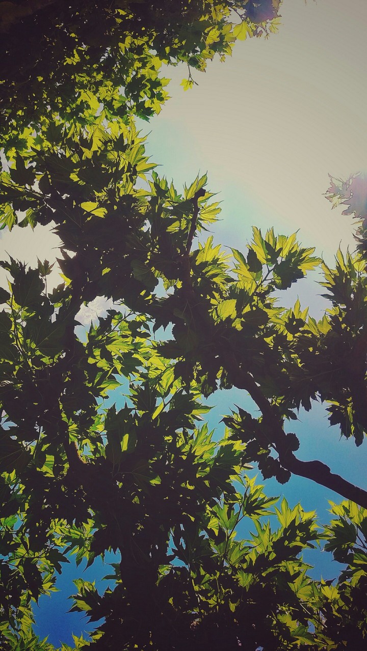Sky full of life