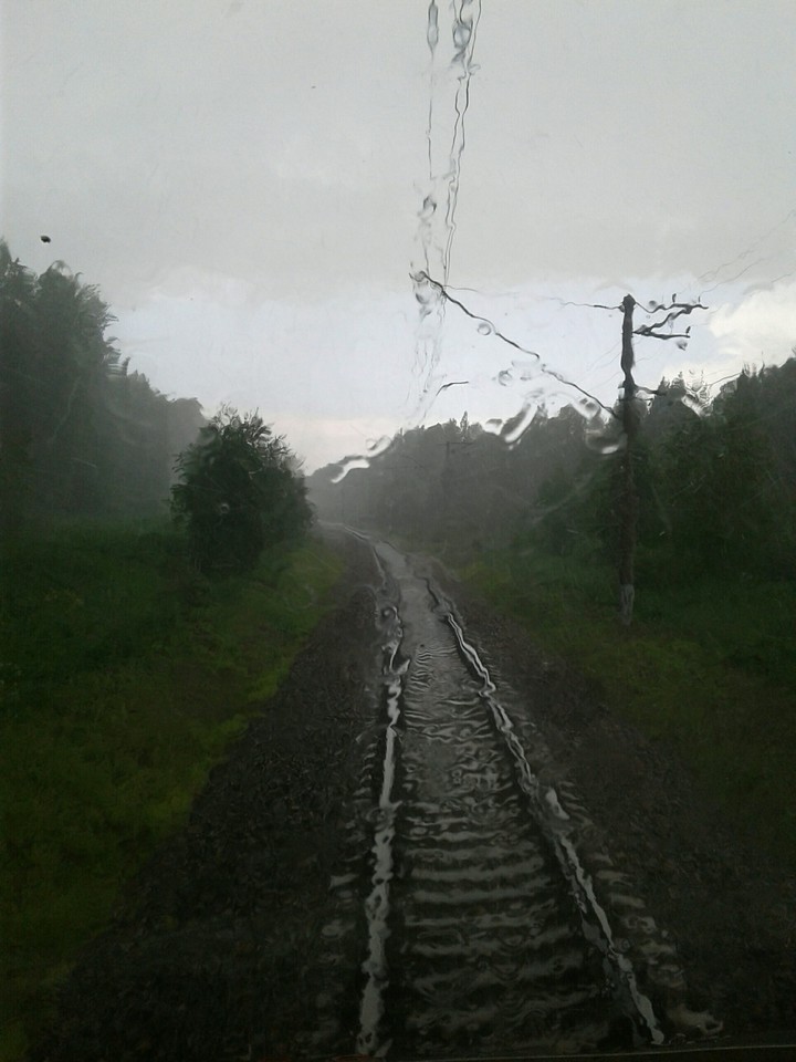 Грибной дождь