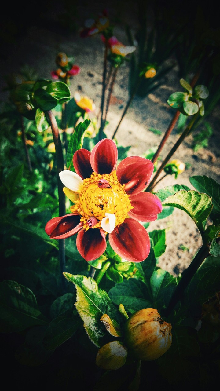Nature