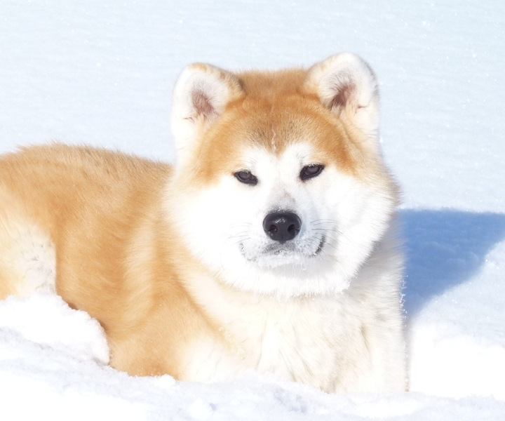 huski