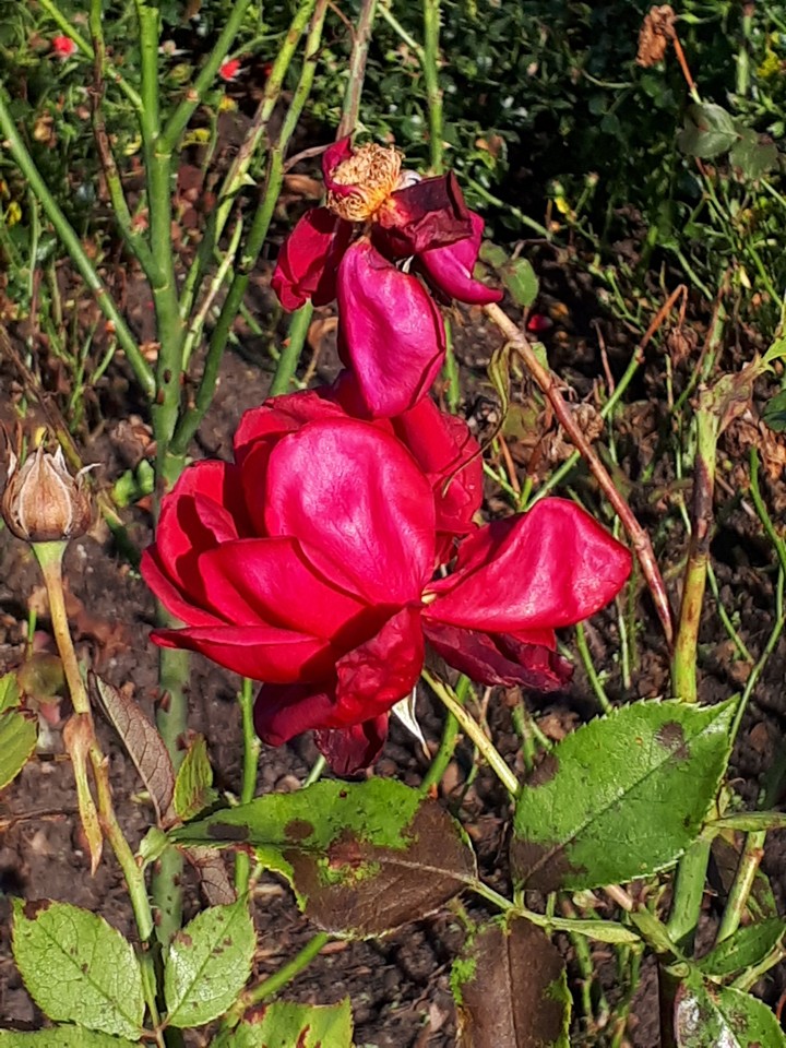 Rose
