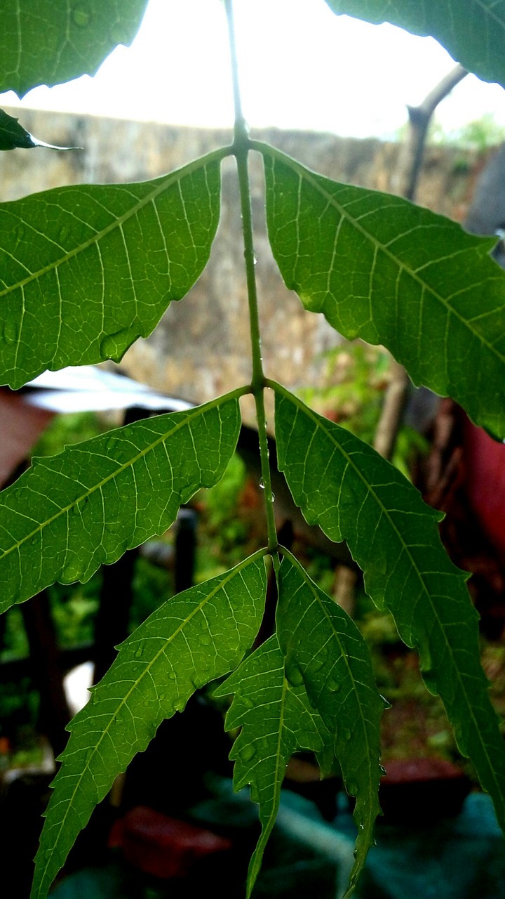 leaf