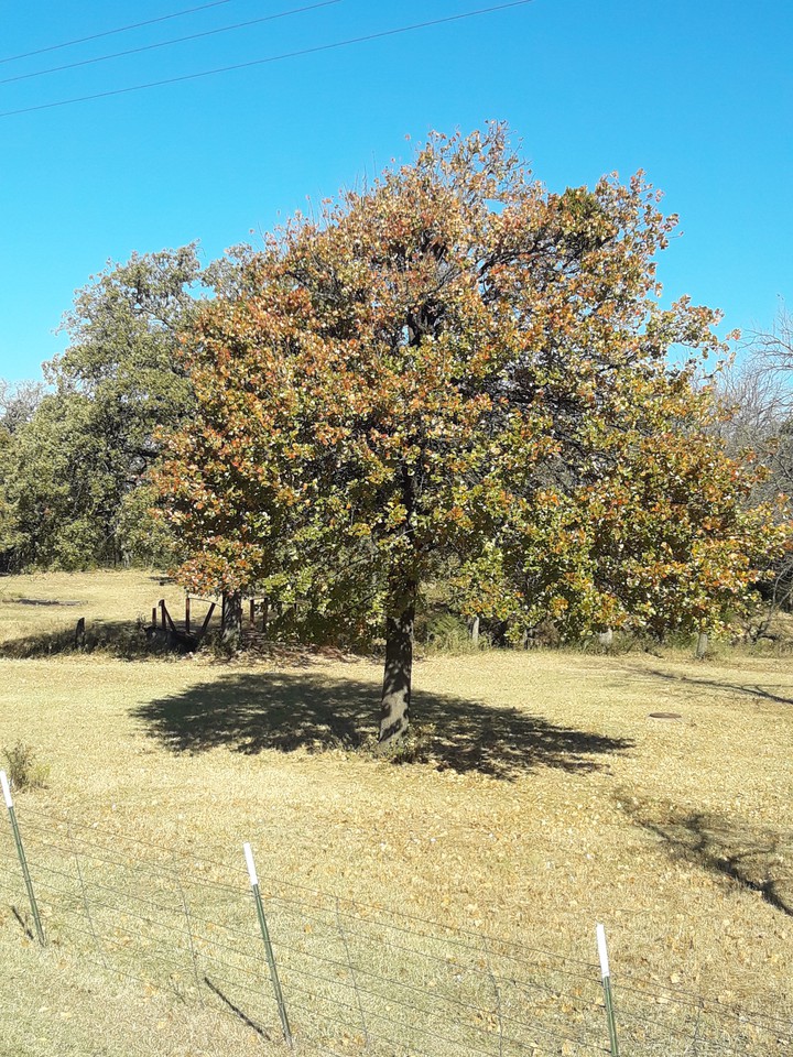 Arbol
