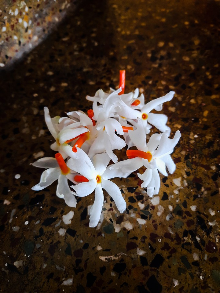 night flowering jasmine