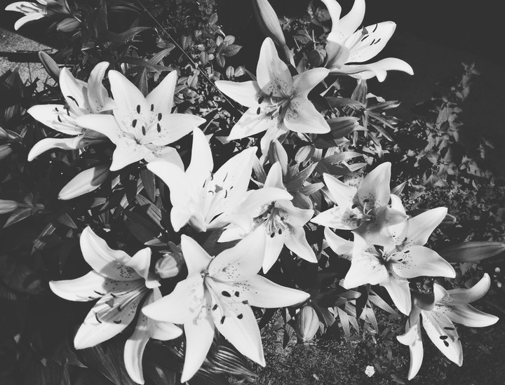 liliom