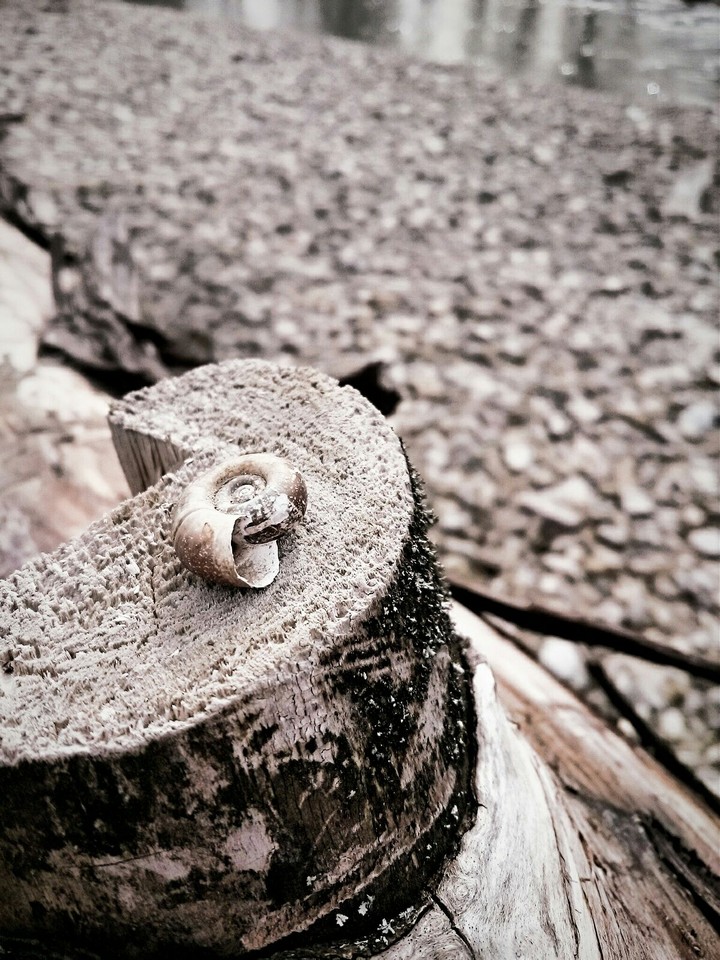 Shell