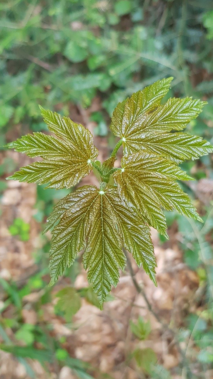 spring