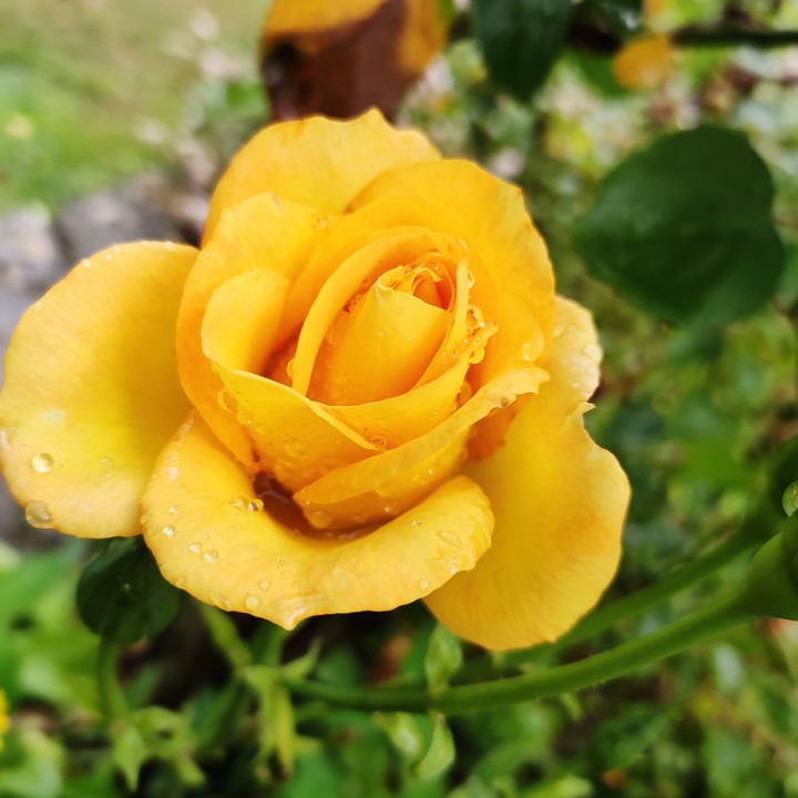 rose