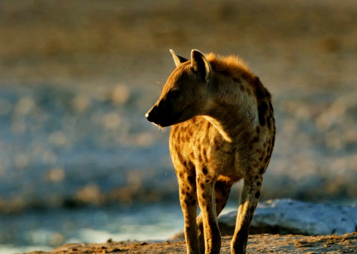 animal