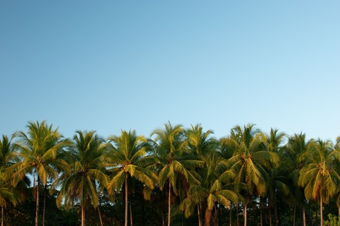 sfondi Coconut, grove