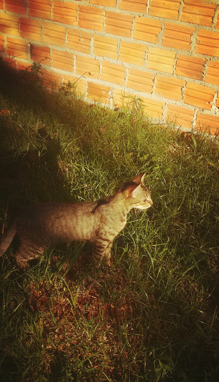cat